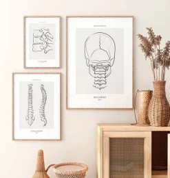 Halsknochen - Line-Art | Codex Anatomicus Fashion