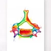 Halswirbel Anatomie - Aquarell | Codex Anatomicus New