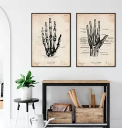 Hand Anatomie | Codex Anatomicus New