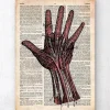 Hand Anatomie - Altes Wörterbuch | Codex Anatomicus Clearance