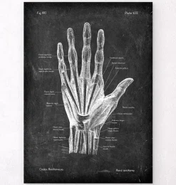 Hand Anatomie - Chalkboard | Codex Anatomicus New