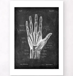 Hand Anatomie - Chalkboard | Codex Anatomicus New