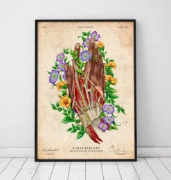 Hand Anatomie - Dunkle Haut | Codex Anatomicus Outlet