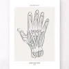 Hand Anatomie - Line-Art | Codex Anatomicus Online