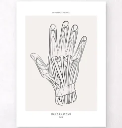 Hand Anatomie - Line-Art | Codex Anatomicus Online