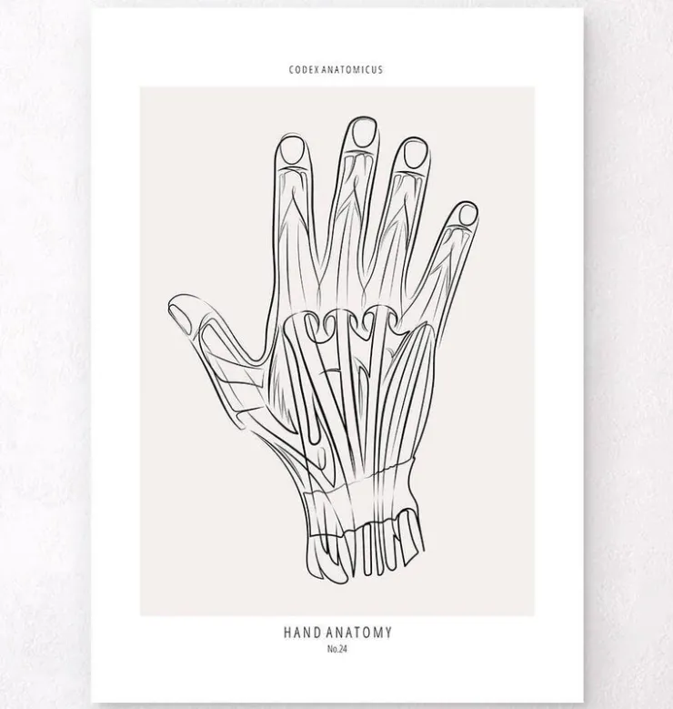 Hand Anatomie - Line-Art | Codex Anatomicus Online