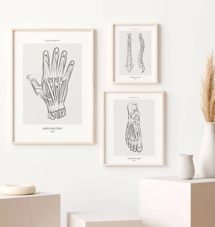 Hand Anatomie - Line-Art | Codex Anatomicus Online