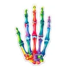Hand Anatomie Aufkleber - Aquarell | Codex Anatomicus Clearance