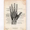 Hand Anatomie II | Codex Anatomicus Online