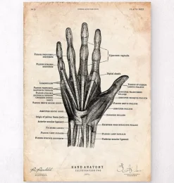 Hand Anatomie II | Codex Anatomicus Online