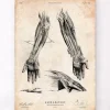 Hand Anatomie III | Codex Anatomicus Outlet