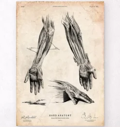 Hand Anatomie III | Codex Anatomicus Outlet