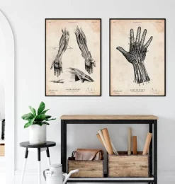 Hand Anatomie IV | Codex Anatomicus Clearance