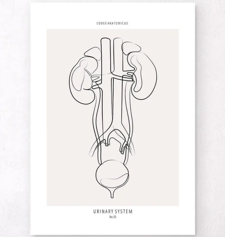 Harnsystems Anatomie - Line-Art | Codex Anatomicus Hot