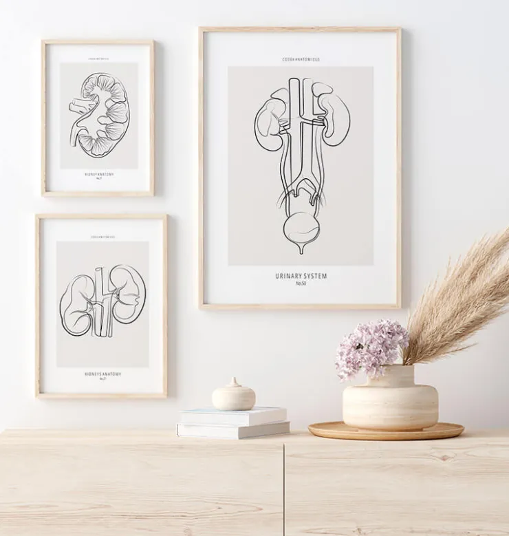 Harnsystems Anatomie - Line-Art | Codex Anatomicus Hot