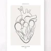Herz Abschnitt - Line-Art | Codex Anatomicus Fashion