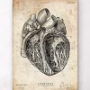 Herz Abschnitt Kunstdruck III | Codex Anatomicus Sale