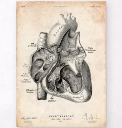 Herz Abschnitt Kunstdruck I | Codex Anatomicus Clearance