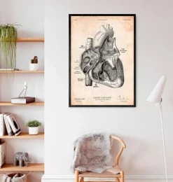 Herz Abschnitt Kunstdruck I | Codex Anatomicus Clearance