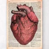 Herz anatomie - Altes Wörterbuch | Codex Anatomicus Discount