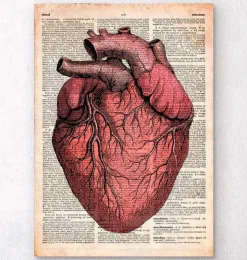 Herz anatomie - Altes Wörterbuch | Codex Anatomicus Discount
