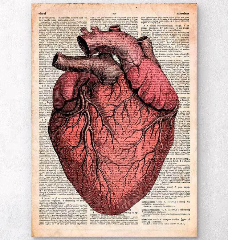 Herz anatomie - Altes Wörterbuch | Codex Anatomicus Discount