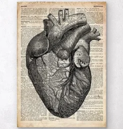 Herz Anatomie - Altes Wörterbuch | Codex Anatomicus Online
