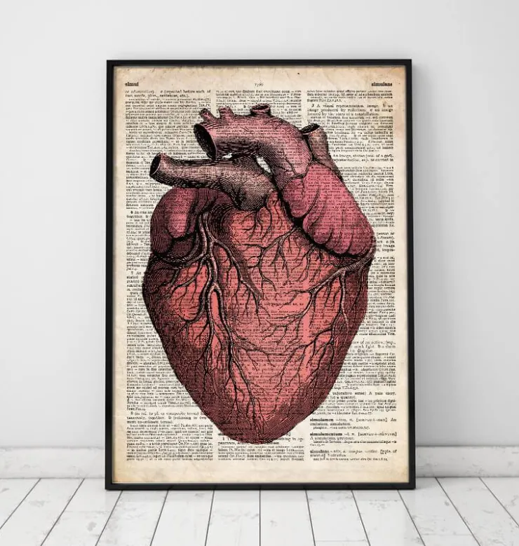 Herz anatomie - Altes Wörterbuch | Codex Anatomicus Discount
