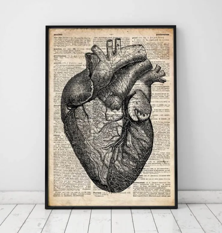 Herz Anatomie - Altes Wörterbuch | Codex Anatomicus Online