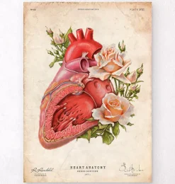 Herz Anatomie - Floral - Altes Papier | Codex Anatomicus New