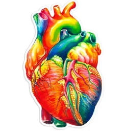 Herz Anatomie Aufkleber II - Aquarell | Codex Anatomicus Discount