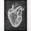 Herz Anatomie I - Chalkboard | Codex Anatomicus Discount