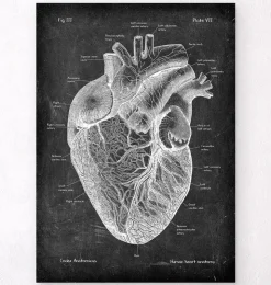 Herz Anatomie I - Chalkboard | Codex Anatomicus Discount