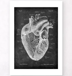 Herz Anatomie I - Chalkboard | Codex Anatomicus Discount