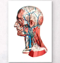 Herz Anatomie I - Geometrisch | Codex Anatomicus Clearance