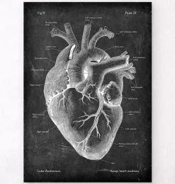 Herz Anatomie II - Chalkboard | Codex Anatomicus Best