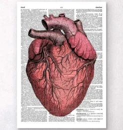Herz Anatomie II - Wörterbuch | Codex Anatomicus New
