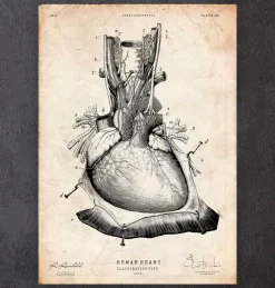 Herz Anatomie III | Codex Anatomicus Fashion
