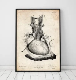 Herz Anatomie III | Codex Anatomicus Fashion
