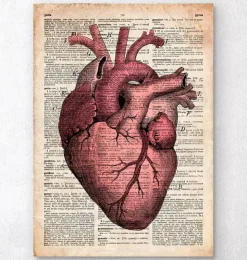 Herz Anatomie III - Alte Wörterbuch | Codex Anatomicus Online