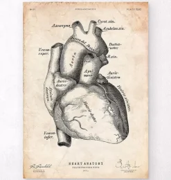 Herz Anatomie Kunst II | Codex Anatomicus Outlet