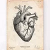 Herz Anatomie V | Codex Anatomicus Hot