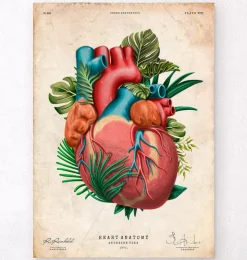 Herz Anatomie V - Floral - Vintage | Codex Anatomicus Sale