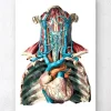 Herz und Arterien - Geometrisch | Codex Anatomicus Best