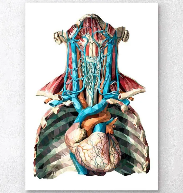 Herz und Arterien - Geometrisch | Codex Anatomicus Best
