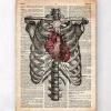 Herz und Brustkorb Kunst | Codex Anatomicus Best