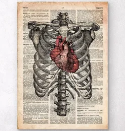 Herz und Brustkorb Kunst | Codex Anatomicus Best