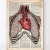 Herz und Lunge - Altes Wörterbuch | Codex Anatomicus Outlet