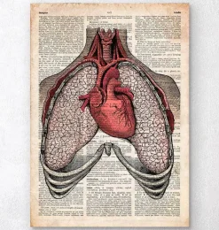 Herz und Lunge - Altes Wörterbuch | Codex Anatomicus Outlet