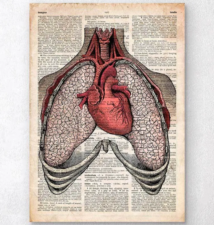 Herz und Lunge - Altes Wörterbuch | Codex Anatomicus Outlet